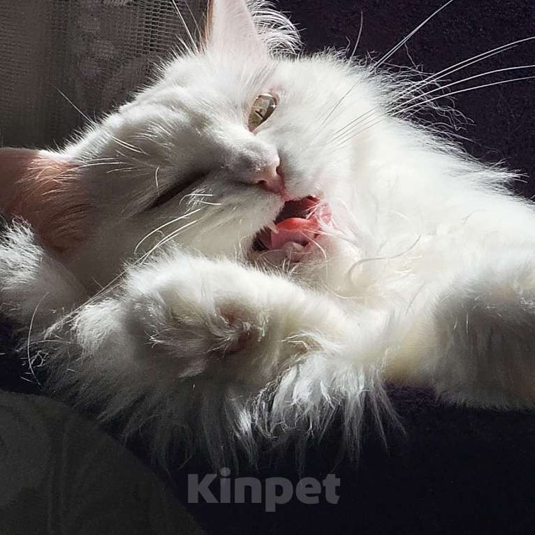 Кошки в Краснодаре: отдам кошечку Белку Девочка, Бесплатно - фото 2