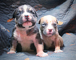 Собаки в Москве: Мальчики и девочки американский булли Разнополые, 70 000 руб. - фото 4