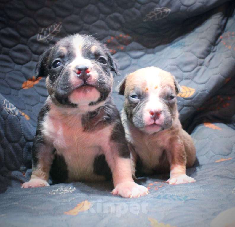 Собаки в Москве: Мальчики и девочки американский булли Разнополые, 70 000 руб. - фото 4