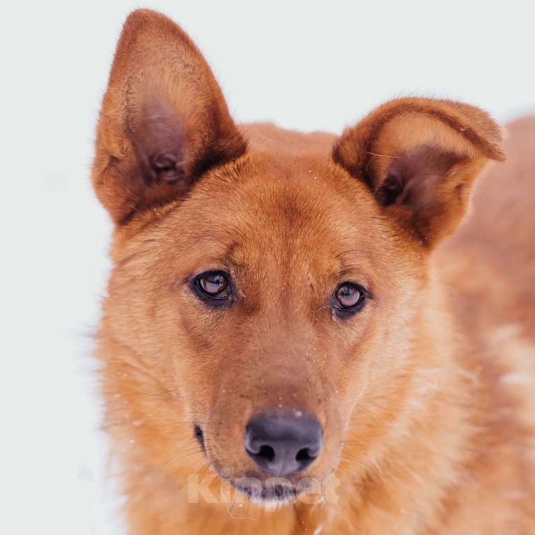 Собаки в Москве: Люмус Мальчик, Бесплатно - фото 4