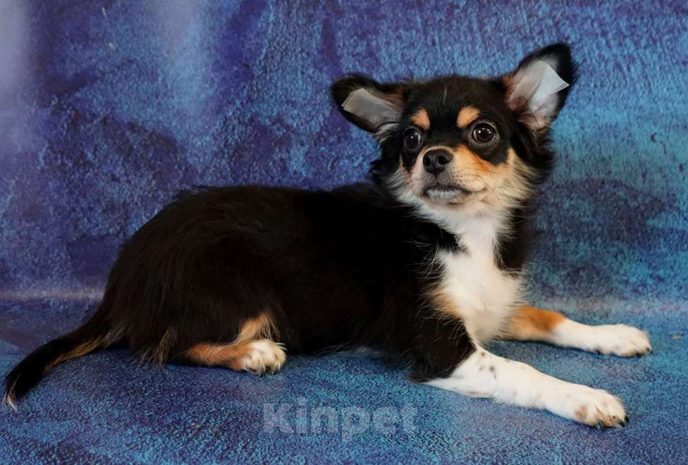 Собаки в Санкт-Петербурге: Давид трехколорный Мальчик, 40 000 руб. - фото 2