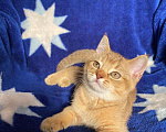 Кошки в Рыбинске: Шотландские котята Мальчик, 15 000 руб. - фото 1