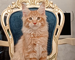 Кошки в Краснодаре: Котёнок мейн-кун Мальчик, 60 000 руб. - фото 5