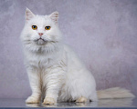 Кошки в Москве: Белая пушистая крупная кошка Шанель в добрые руки Девочка, 1 руб. - фото 1