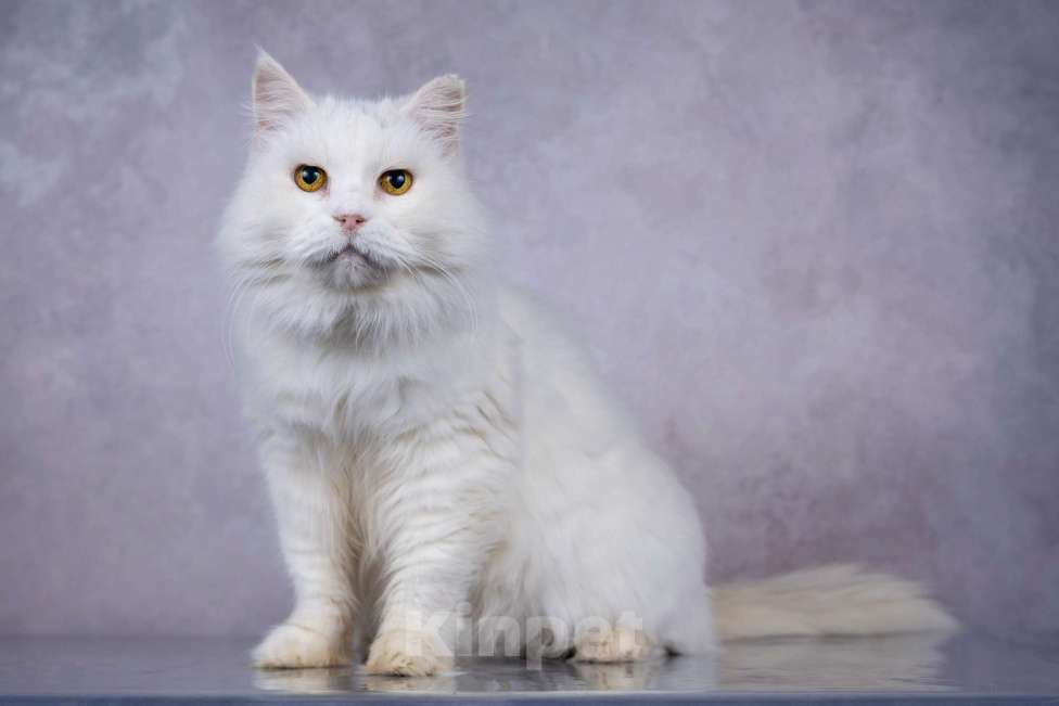 Кошки в Москве: Белая пушистая крупная кошка Шанель в добрые руки Девочка, 1 руб. - фото 1