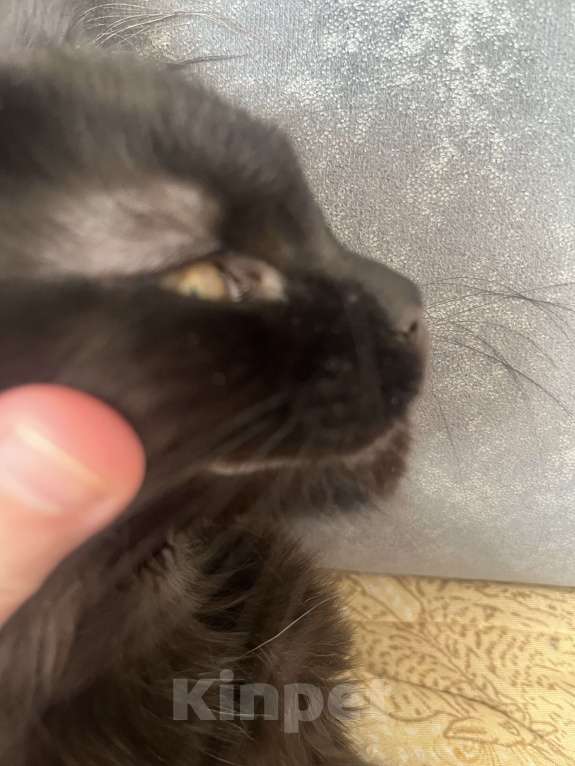 Кошки в Санкт-Петербурге: Баунти Девочка, 15 000 руб. - фото 2