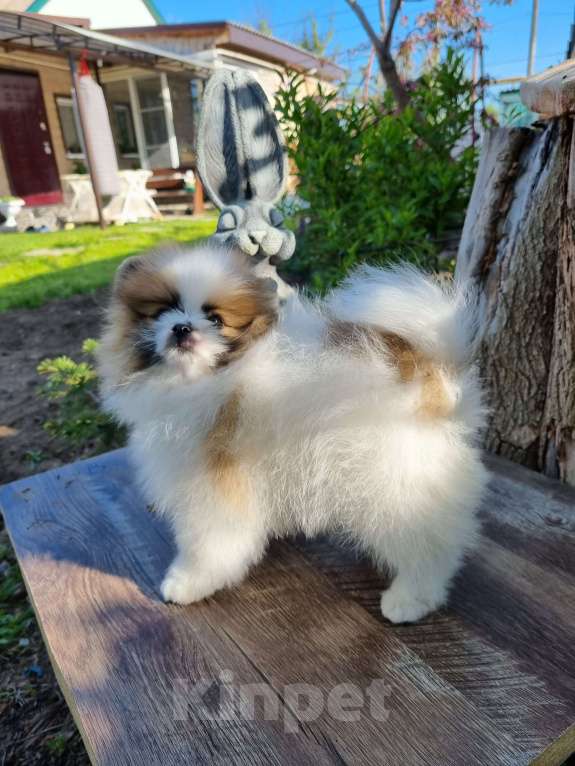 Собаки в Котельниково: Мальчик 2 Мальчик, 80 000 руб. - фото 6