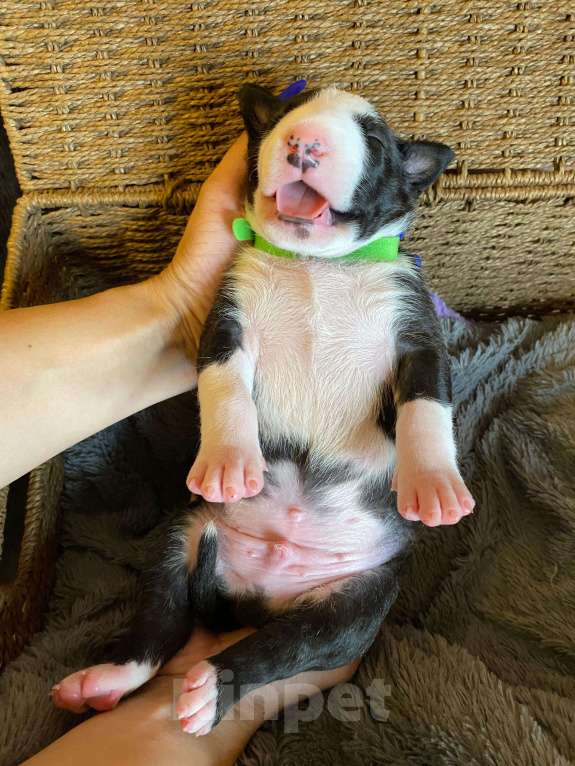 Собаки в Москве: Очень перспективные щенки стандартного бультерьера от здоровой и красивой пары чемпионов Мальчик, 90 000 руб. - фото 6