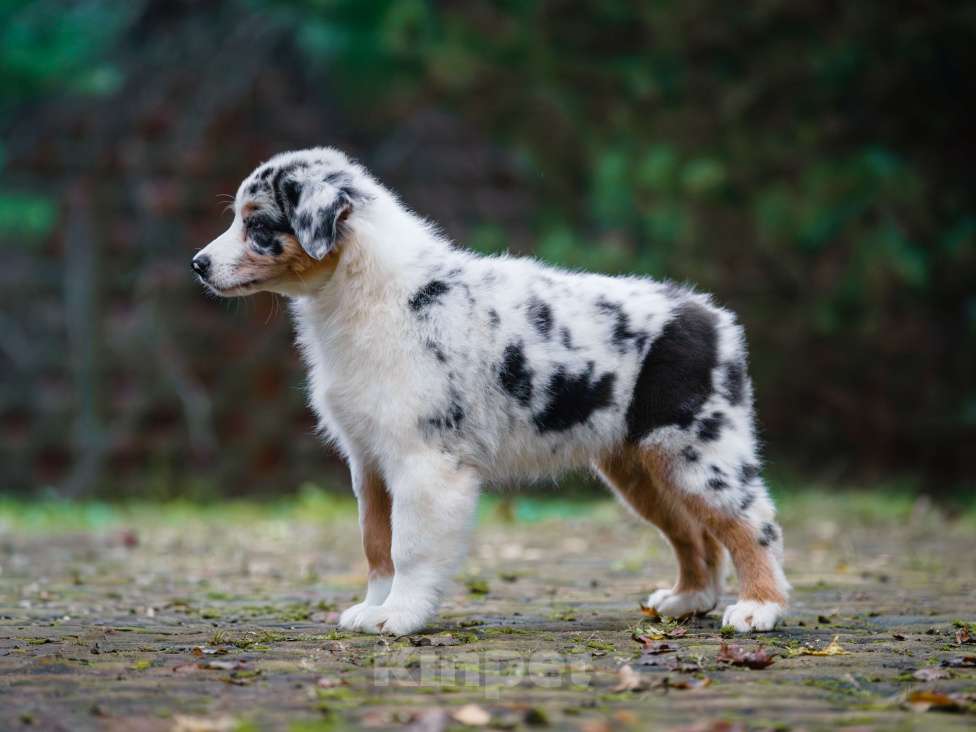 Собаки в Звенигороде: Австралийская овчарка (аусси) Мальчик, 90 000 руб. - фото 5