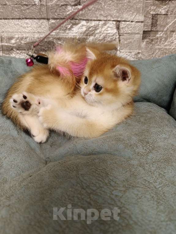 Кошки в Коломне: Британская золотаяшиншилла гладкошёрстная Девочка, 20 000 руб. - фото 3