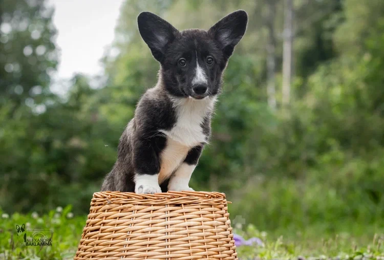 Собаки в других городах Московской области: Ястина меджик Девочка, 50 000 руб. - фото 3