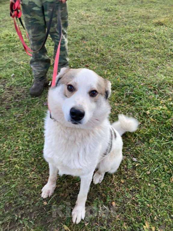 Собаки в Дзержинском: Умный хитрец пес Арчи в добрые руки Мальчик, Бесплатно - фото 4