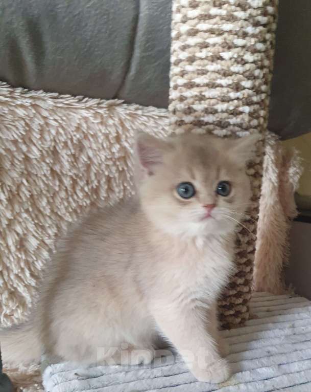Кошки в Серпухове: Британские котята Мальчик, 35 000 руб. - фото 4
