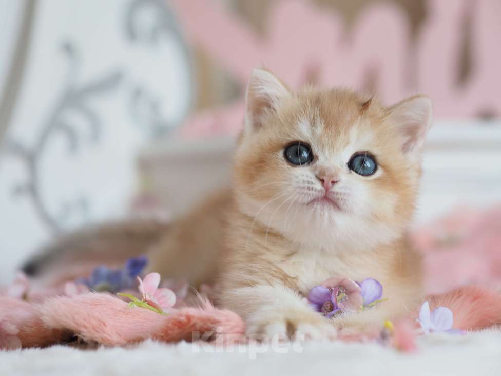 Кошки в Москве: Британская девочка Шелби Девочка, 150 000 руб. - фото 8