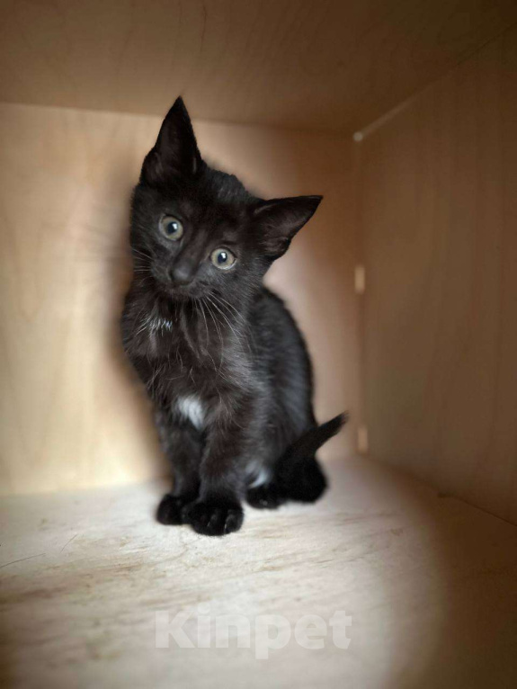 Кошки в Москве: Черненькая Мисти ищет добрые руки Девочка, Бесплатно - фото 3