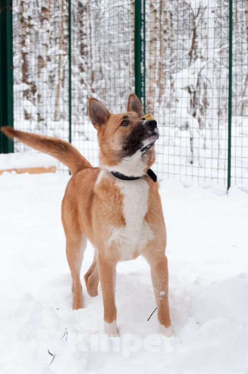 Собаки в Ногинске: Благородная девица Марфа Васильна ищет покровителей и почитателей! Готова украсить ваше имение Девочка, Бесплатно - фото 7