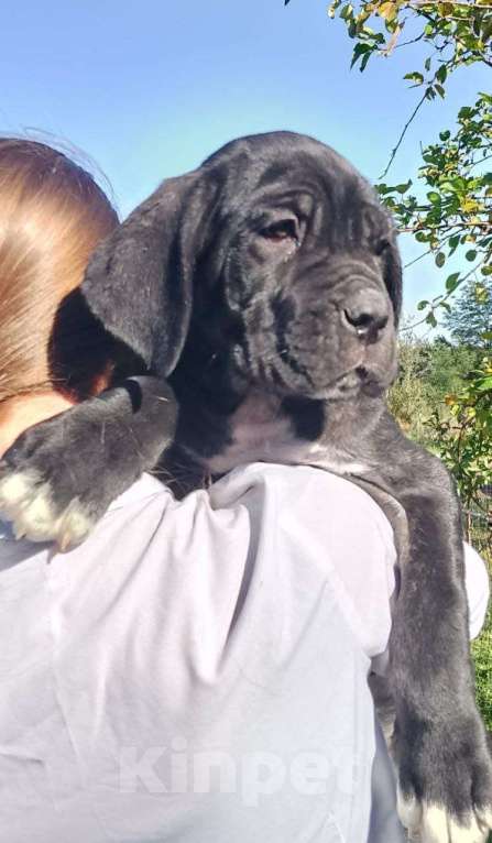 Собаки в Москве: Щенки неаполитанского Мастифа Девочка, 80 000 руб. - фото 3