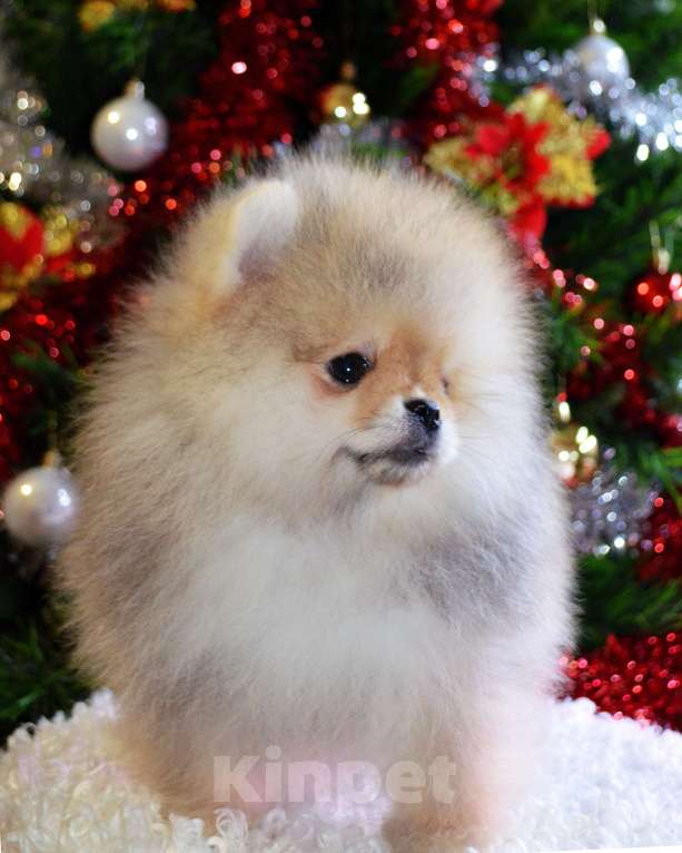 Собаки в Бийске: Щенки померанского щенка Мальчик, 40 000 руб. - фото 1