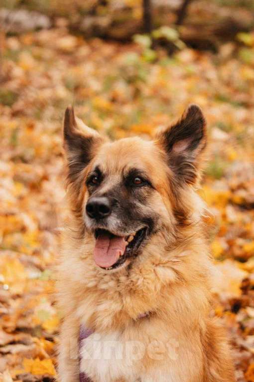 Собаки в Москве: Берлин ищет дом Мальчик, Бесплатно - фото 3