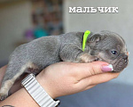 Собаки в Ростове-на-Дону: малыши французского бульдога  Мальчик, 50 000 руб. - фото 6