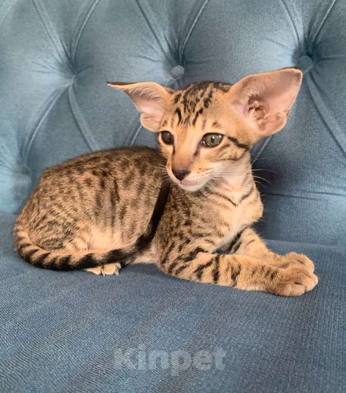 Кошки в Челябинске: Ориентальная девочка  Девочка, 60 000 руб. - фото 5