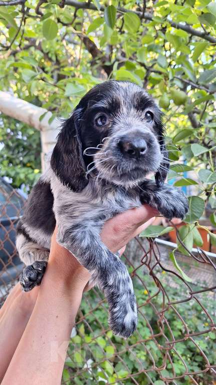 Собаки в Симферополе: Продажа. Русский охотничий спаниель Мальчик, Бесплатно - фото 4