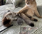Кошки в Пензе: Британские котята Разнополые, 7 900 руб. - фото 4