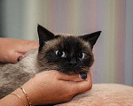 Кошки в Москве: Тайская кошка Сима в добрые руки Девочка, Бесплатно - фото 4