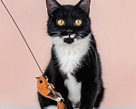 Кошки в Москве: Маркиза Дарья, черно-белая кошка в добрые руки Девочка, Бесплатно - фото 8