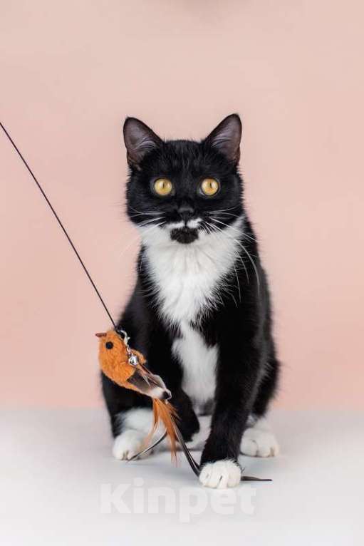 Кошки в Москве: Маркиза Дарья, черно-белая кошка в добрые руки Девочка, Бесплатно - фото 8