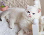 Кошки в Москве: Британский котёнок Неся Девочка, 150 000 руб. - фото 4