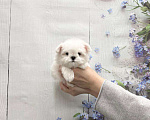 Собаки в Москве: Миниатюрный мальчик мальтезе Мальчик, 40 000 руб. - фото 1