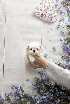 Миниатюрный мальчик мальтезе