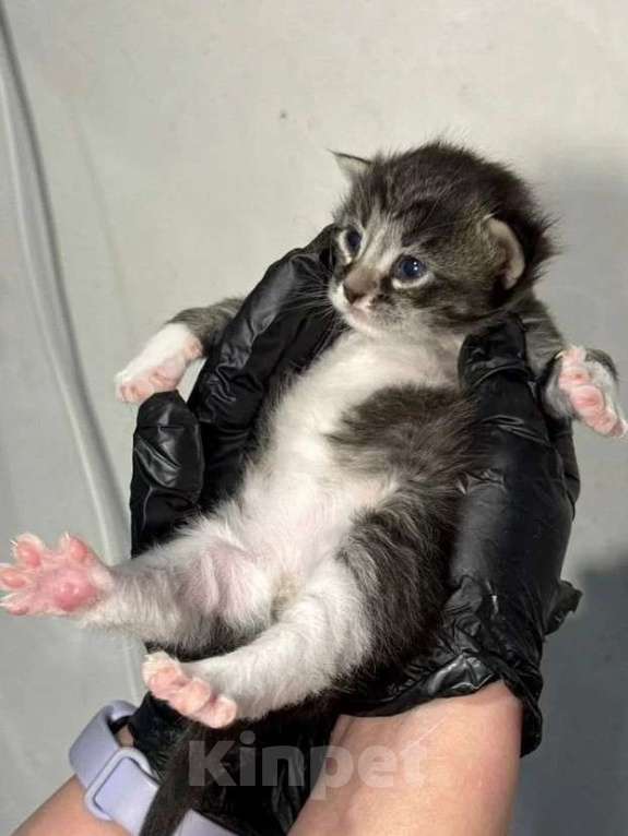 Кошки в Санкт-Петербурге: Предварительное бронирование малышей Мальчик, Бесплатно - фото 1