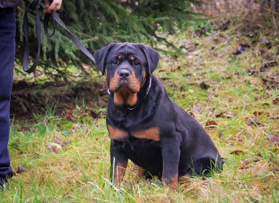 Собаки в Смоленске: Звезда Давида Букля Девочка, 120 000 руб. - фото 2
