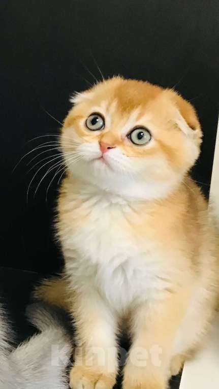 Кошки в Санкт-Петербурге: шотландская золотая шиншила Девочка, 50 000 руб. - фото 3