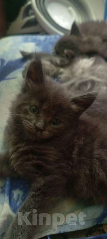 Кошки в Ачинске: Мейкунчик Мальчик, 15 000 руб. - фото 2