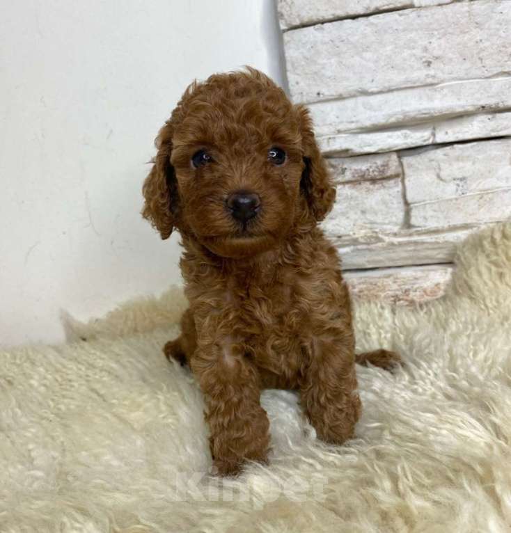 Собаки в Москве: Пудель  той девочки Девочка, 100 000 руб. - фото 1