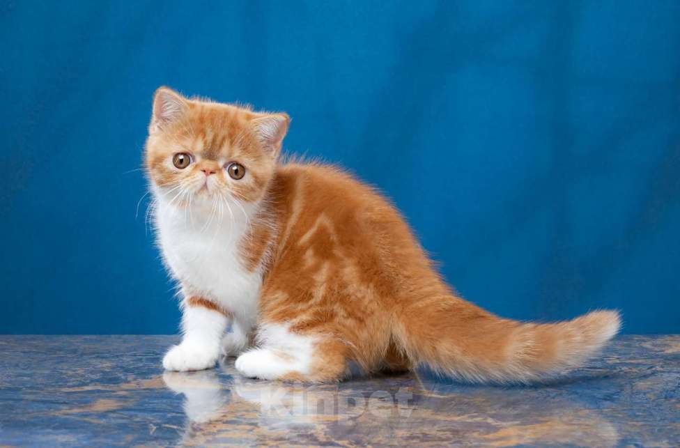 Кошки в Новосибирске: Продажа экзотической короткошерстной кошечки  Девочка, 35 000 руб. - фото 2