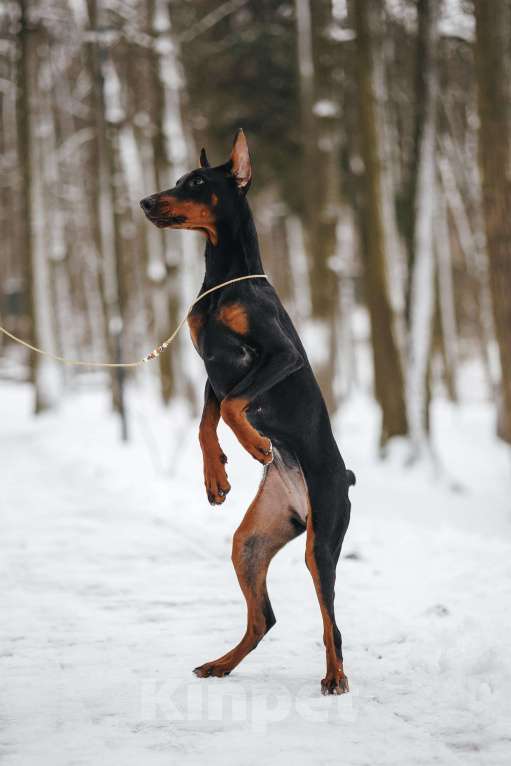 Собаки в Москве: Доберман РКФ Девочка, 70 000 руб. - фото 2