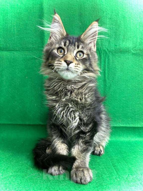 Кошки в Москве: Котёнок Мейн-Кун Мальчик Мальчик, 50 000 руб. - фото 4