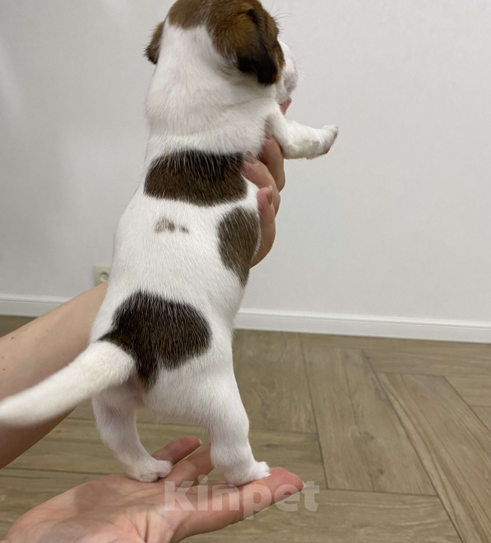 Собаки в Тамбове: Джек Рассел Девочка, 100 000 руб. - фото 5