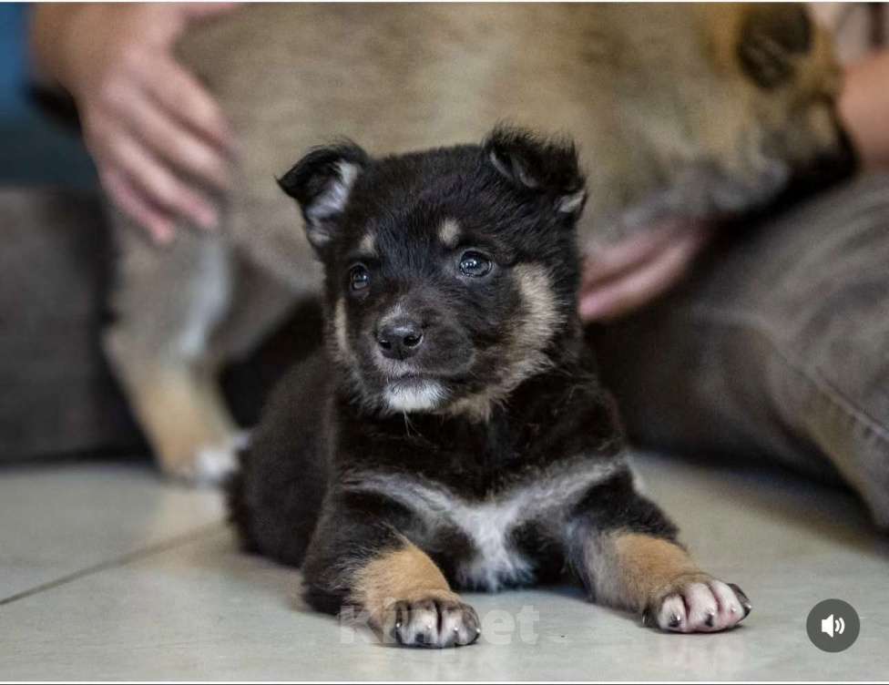 Собаки в Москве: Щенок в добрые руки мальчик  Мальчик, Бесплатно - фото 2
