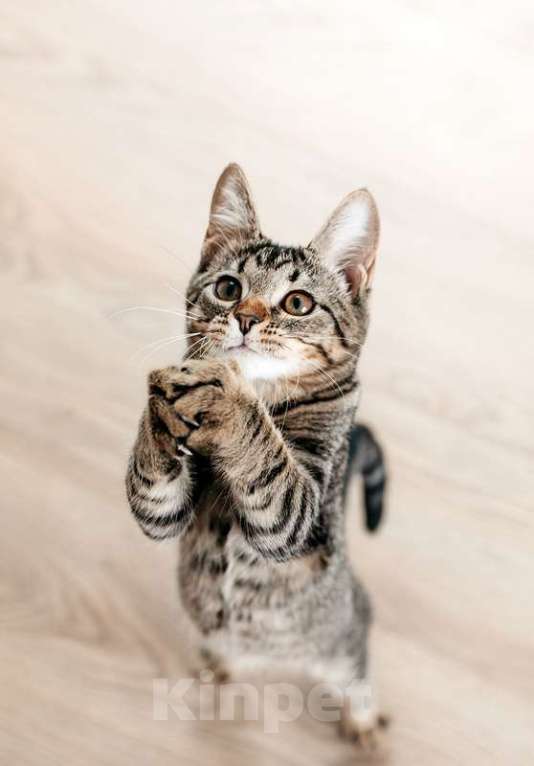 Кошки в Москве: Ручной шпротный котенок Пчёлка ищет дом Девочка, 1 руб. - фото 4