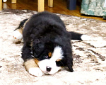 Собаки в Москве: Щенок Бернского Зенненхунда Мальчик, Бесплатно - фото 2
