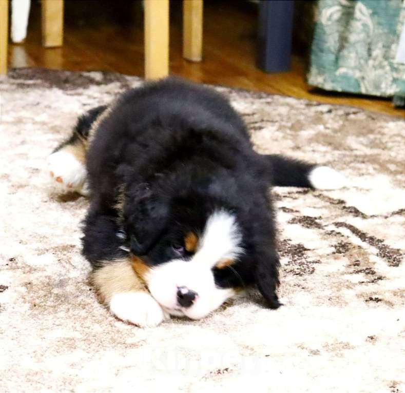 Собаки в Москве: Щенок Бернского Зенненхунда Мальчик, Бесплатно - фото 2