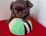 Собаки в Санкт-Петербурге: Шоколадный малыш Мальчик, 60 000 руб. - фото 1