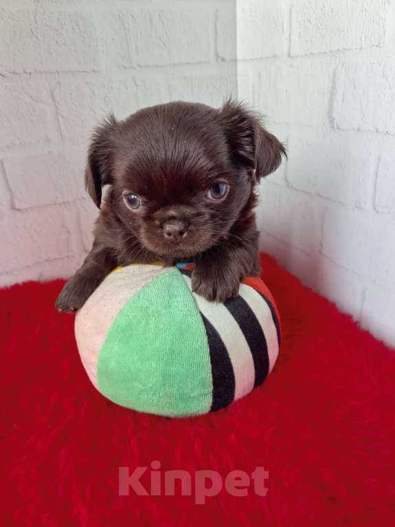 Собаки в Санкт-Петербурге: Шоколадный малыш Мальчик, 60 000 руб. - фото 1
