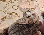 Кошки в Москве: Девочка Лиза 2,5 месяца, харизматичная малышка Девочка, Бесплатно - фото 7