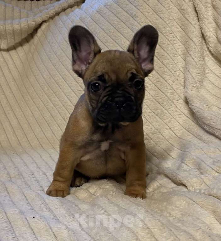 Собаки в Санкт-Петербурге: Шикарная девочка француженка  Девочка, 40 000 руб. - фото 5